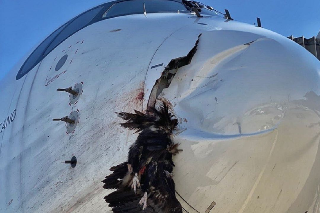 El ave impactó contra el morro del avión.