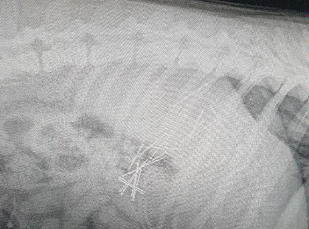 Radiografía de uno de los perros que se tragó un cebo con alfileres