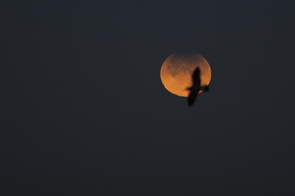Una gaviota vuela en el cielo donde se observa un eclipse lunar parcial desde A Coruña. Una gaviota vuela en el cielo donde se observa un eclipse lunar parcial desde A Coruña.