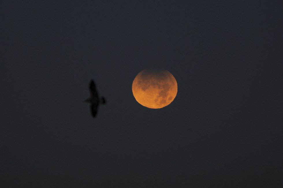 Una gaviota vuela en el cielo donde se observa un eclipse lunar parcial desde A Coruña. Una gaviota vuela en el cielo donde se observa un eclipse lunar parcial desde A Coruña.