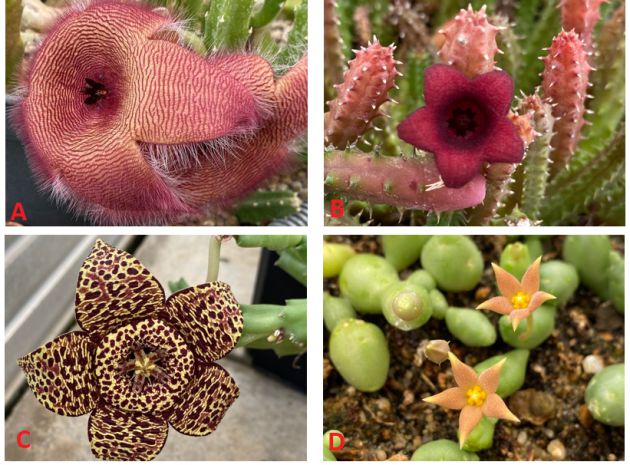 Figure 1: Flowers of four smelly milkweed from the collection of the Royal Botanical Garden of the University of Alcalá.  A: Stapelia hirsuta.  B: Huernia schneideriana.  C: Orbea variegata.  D: Piaranthus geminatus.