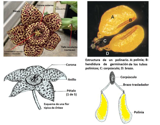 Figure 3: The star flower, Orbea variegata, an apocynaceae native to the arid coastal belt of the Cape region, is a leafless succulent plant with cactiform stems that barely detach an inch from the ground and very showy flowers in the shape of star, whitish or yellow densely speckled with garnet, which can reach up to eight cm in diameter.