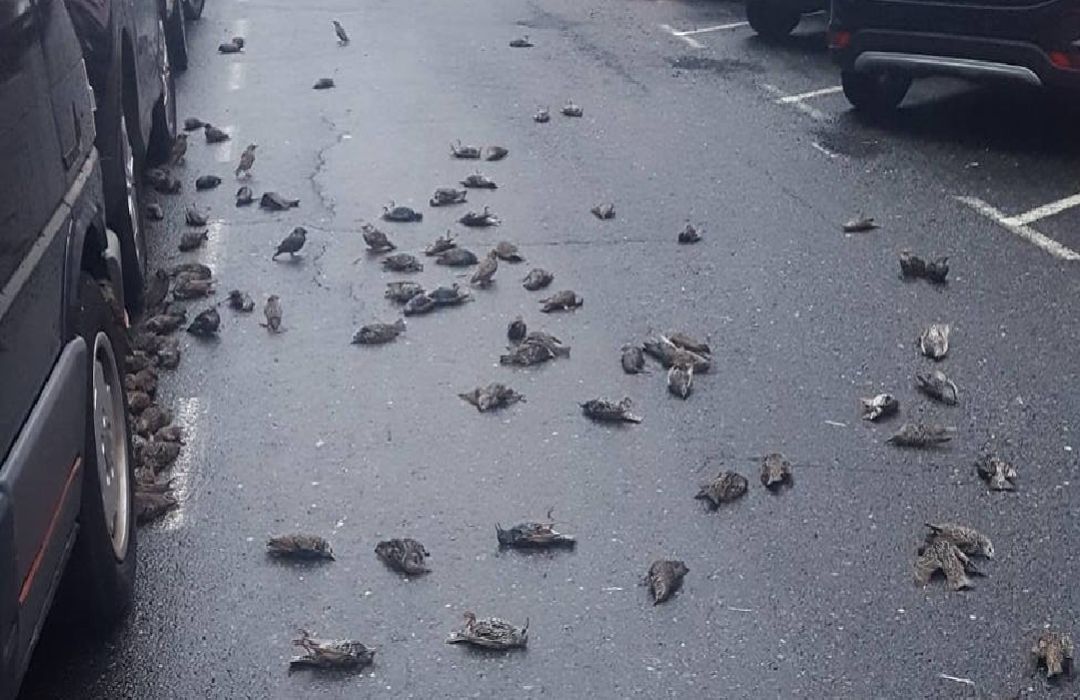 Estorninos muertos en las calles de Ferrol