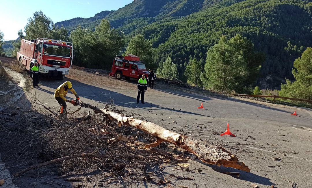 Los Bomberos retiraron un árbol caído en Villahermosa