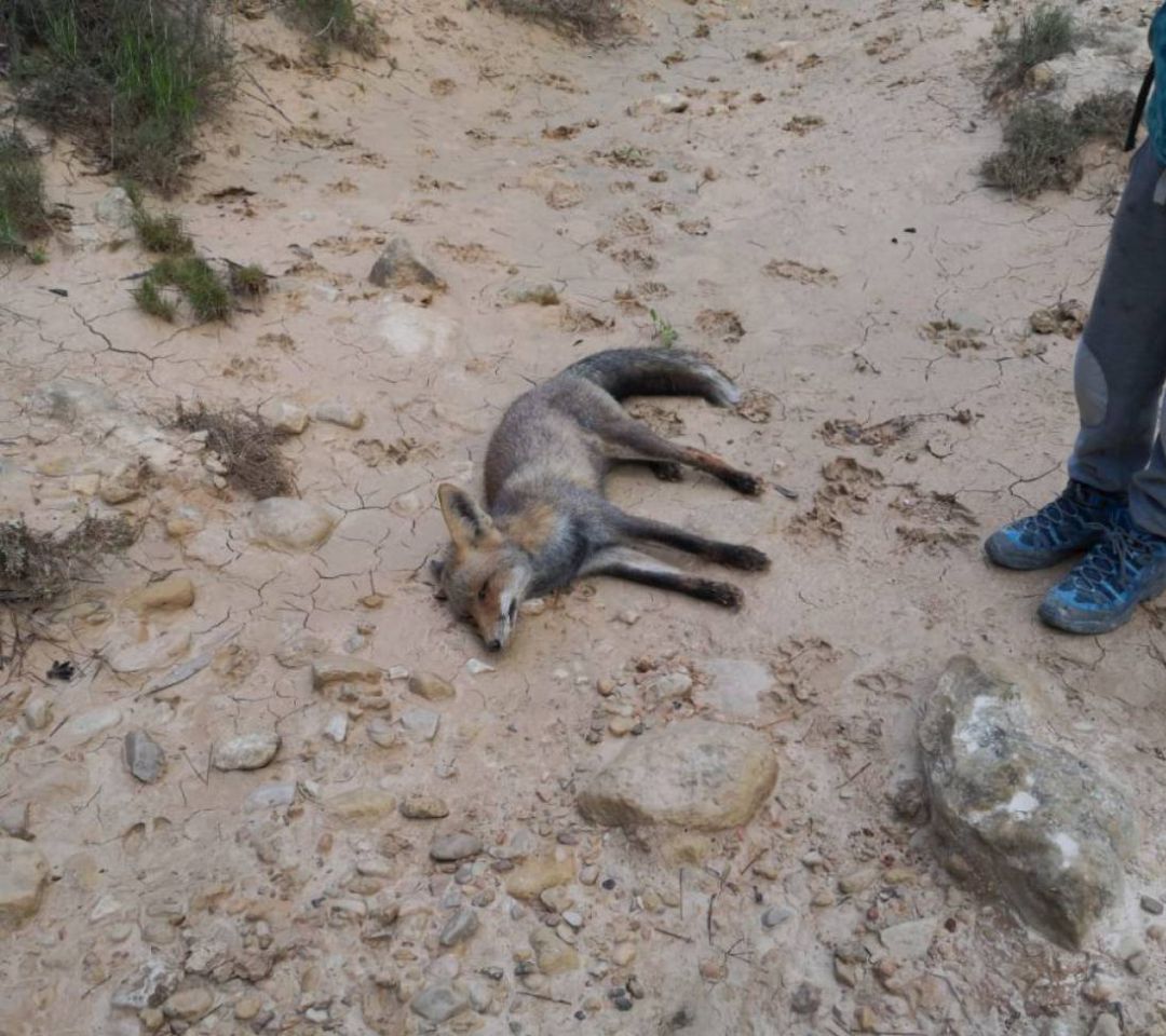 Imagen de archivo de un zorro muerto por veneno