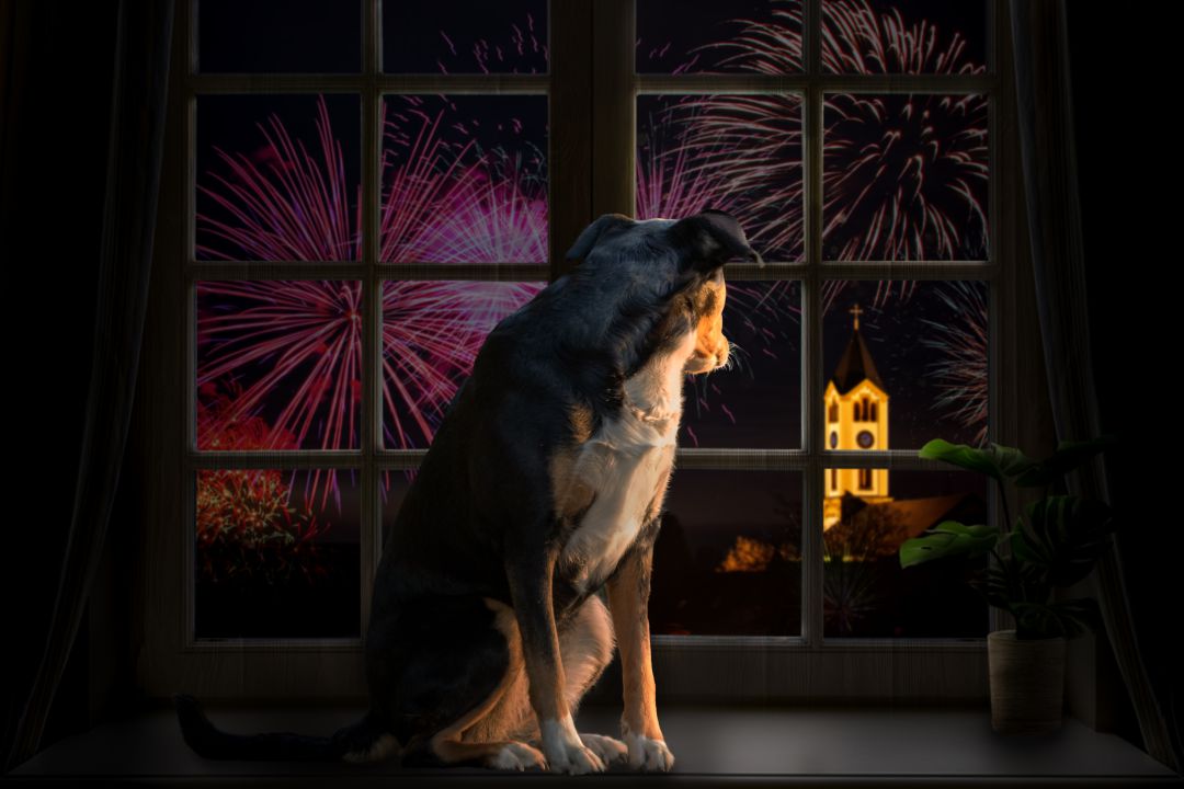 Un perro observando fuegos artificiales desde la ventana, algo que les causa miedo y estrés, entre otras cosas.
