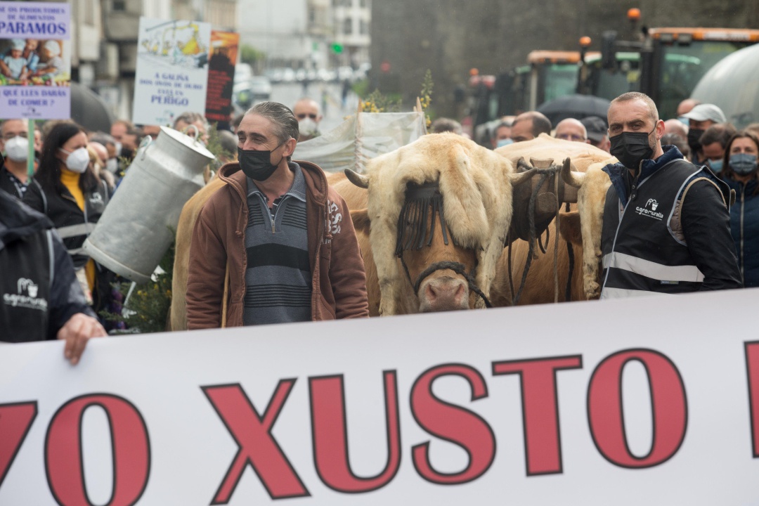 Dos ganaderos con sus vacas, durante una tractorada convocada por Agromuralla en Lugo para exigir mejor precio de la leche, a 4 de noviembre de 2021, en Lugo.