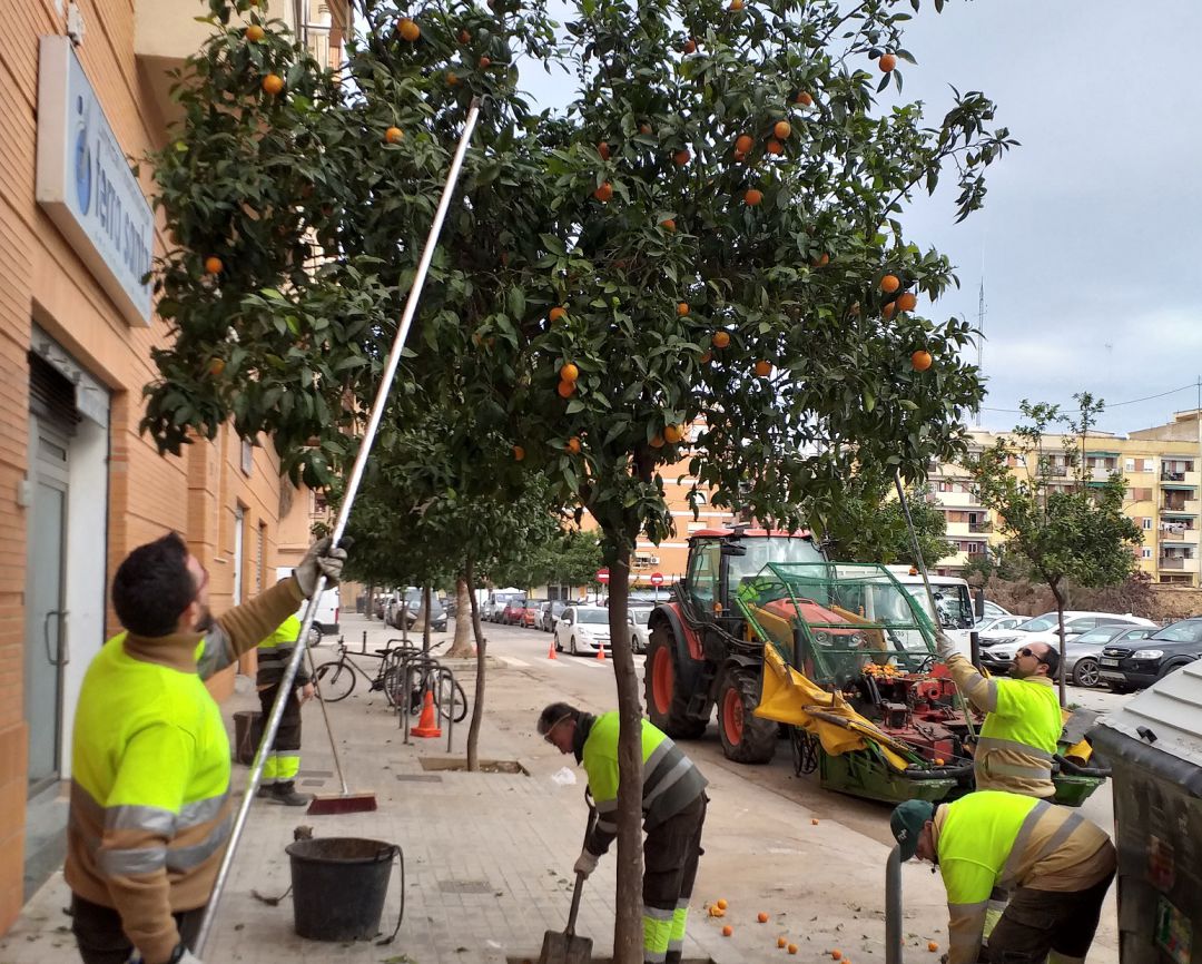 Los operarios retiran las naranjas de un árbol en la ciudad. 