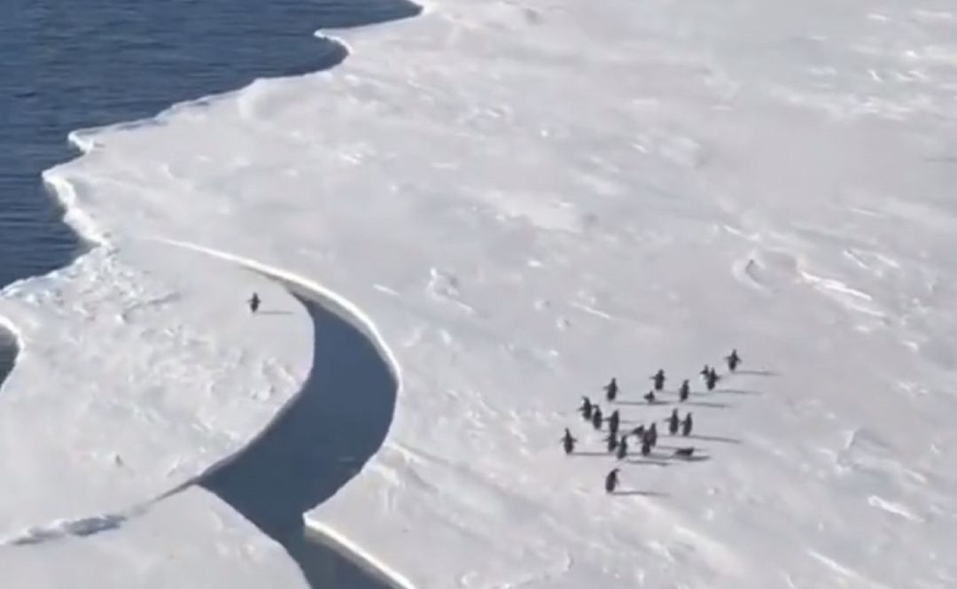 El emocionante reto de un pingüino.