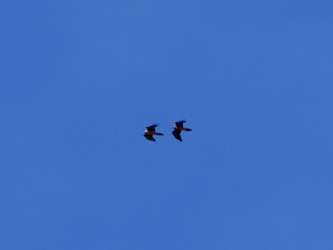 La pareja de quebrantahuesos formada por Ama y Seprona, en pleno vuelo en el Parque Natural Sierra de Castril (Granada)
