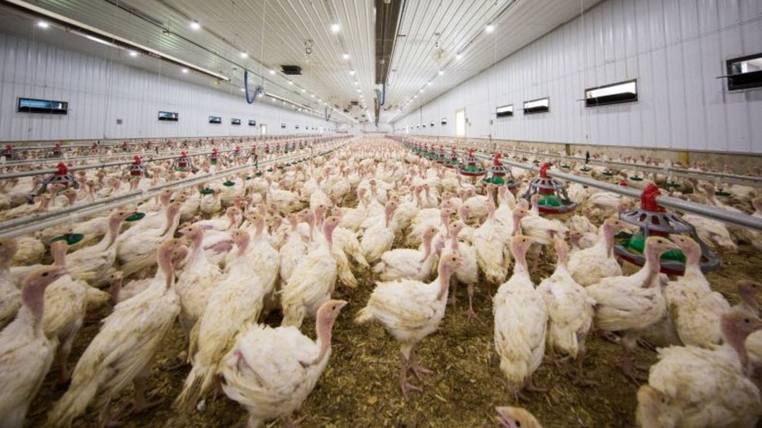 Detectado en una granja de Fuenterrebollo el primer foco de gripe aviar en especies domésticas de España